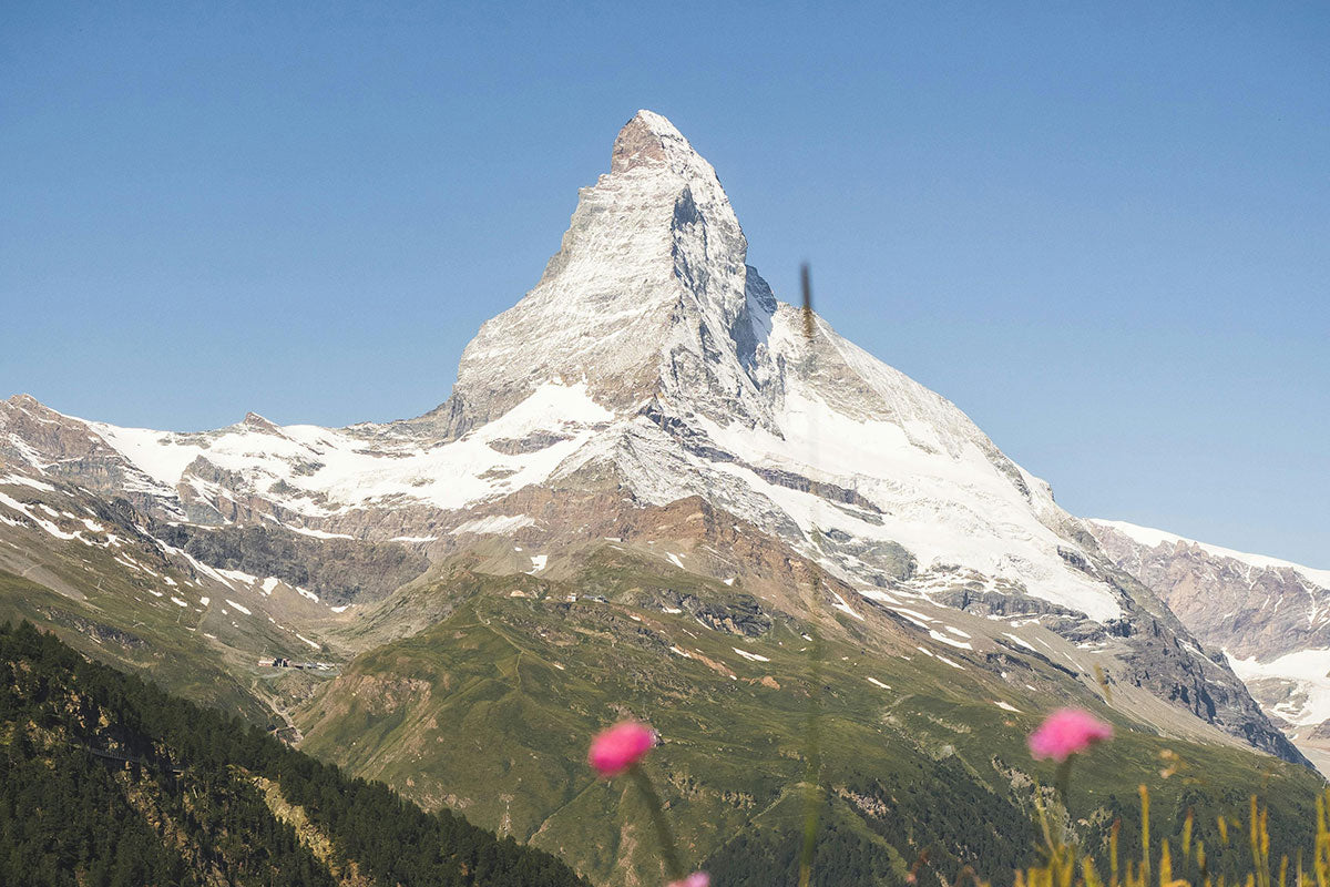 Matterhorn mountain in Switzerland with pink flowers in the foreground.
