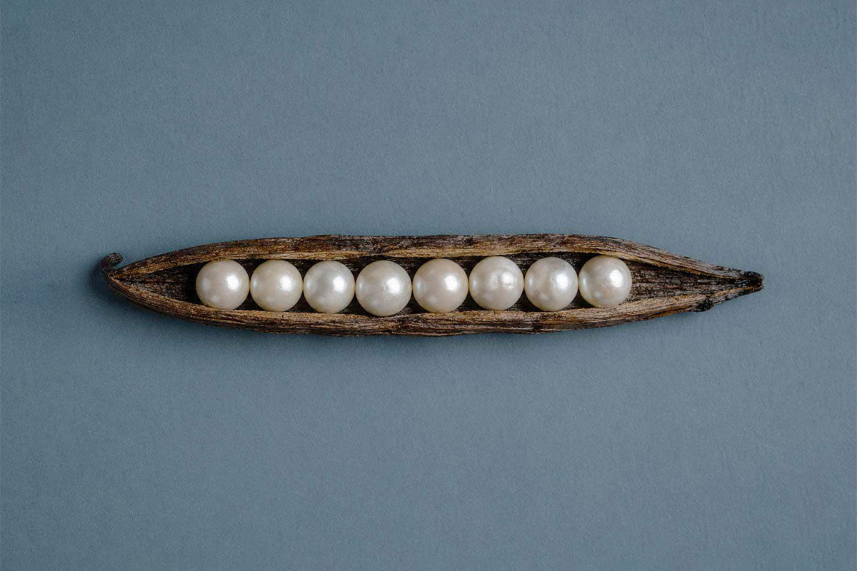 A row of pearls inside a vanilla pod representing the peal powder toothpaste ingredient in Akla's whitening toothpaste.
