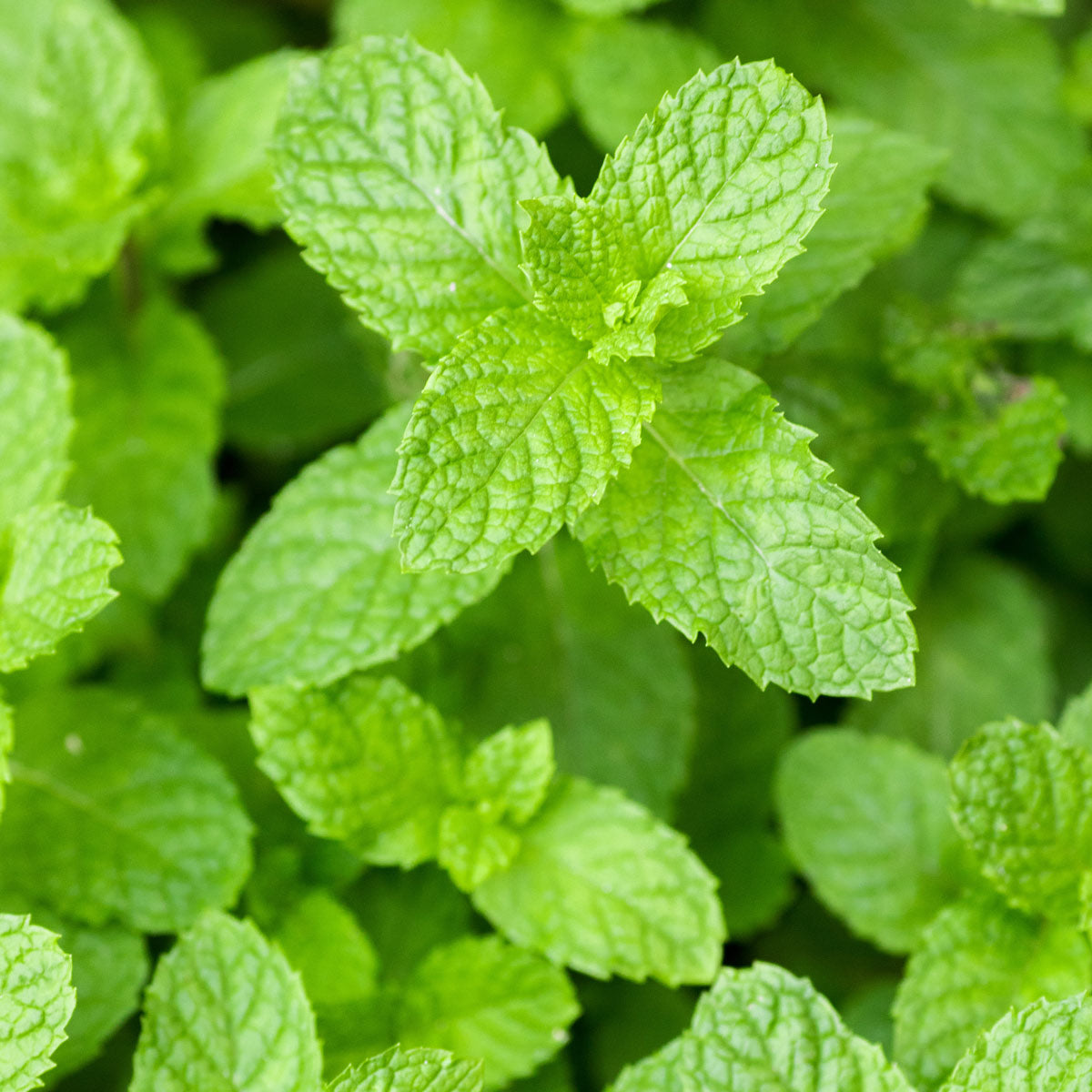 Close up of mint plant representing the Carvone ingredient our nano-hydroxyapatite toothpaste.