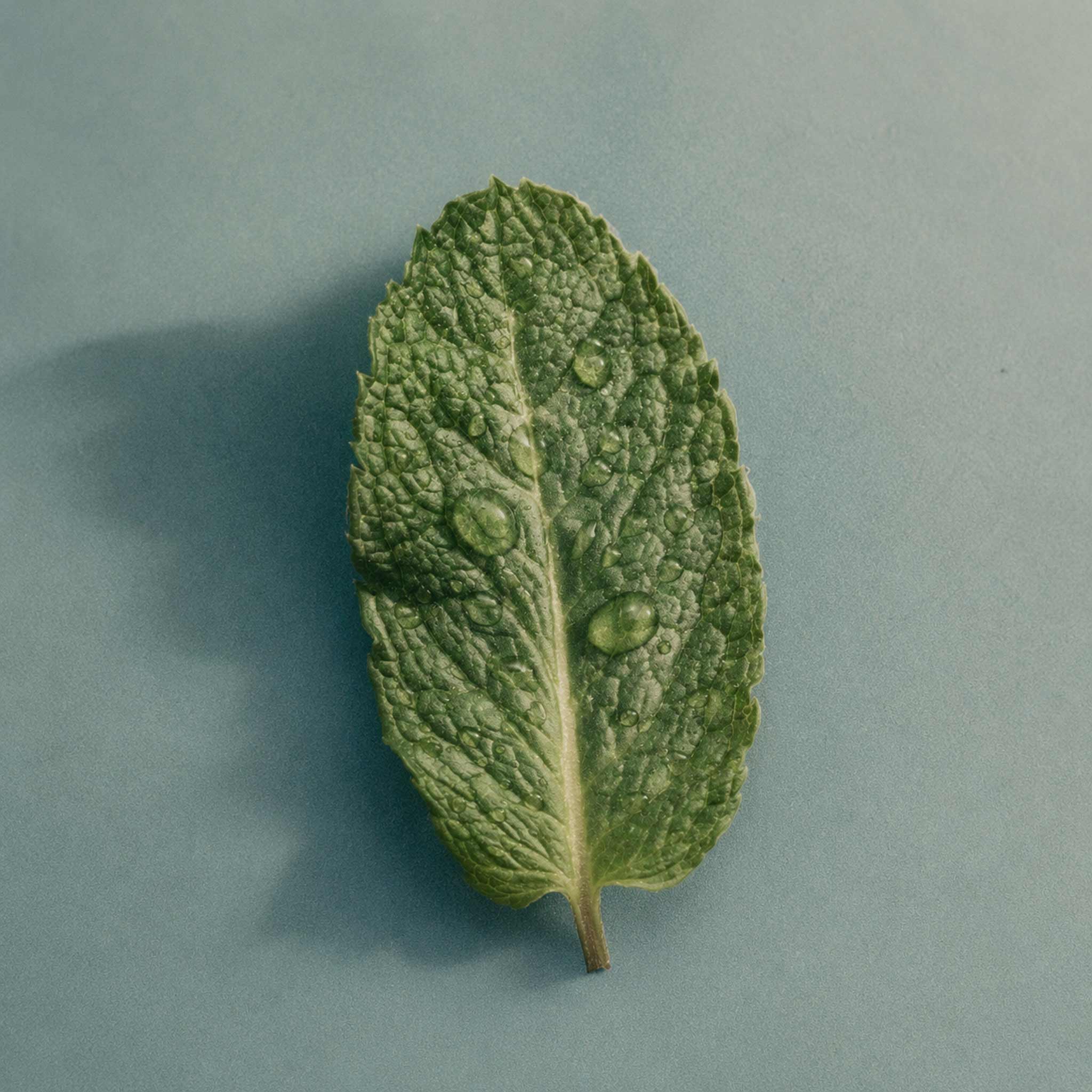 Fresh Moroccan mint leaf with water droplets. Botanical inspiration behind Akla alcohol-free mouthwash.