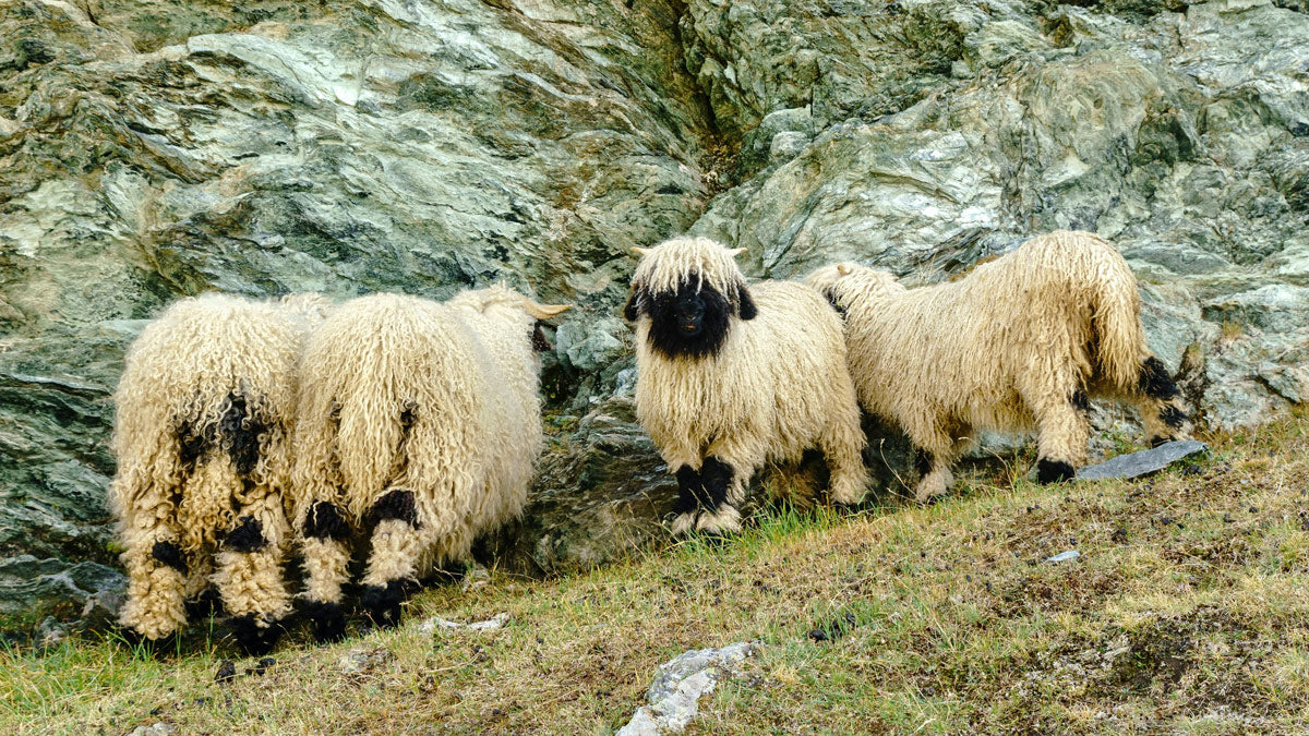 A herd of Swiss mountain sheep grazing on alpine terrain, symbolizing purity, natural harmony, and Akla’s commitment to ethical, sustainable sourcing.