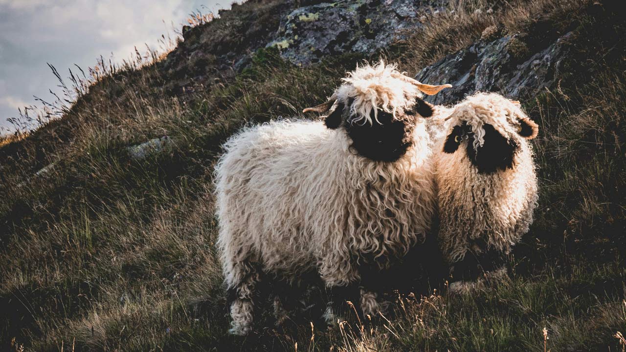 Two fluffy sheep standing on a grassy hillside with a mountainous background.